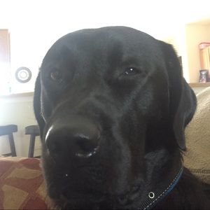 Meet your Posher, Violet